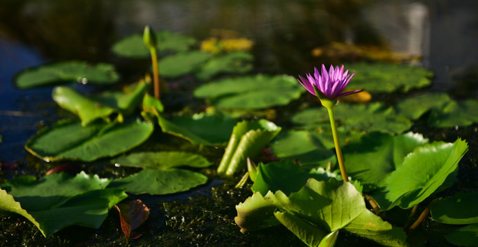 莲花