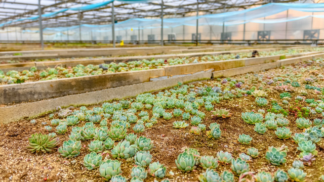 恒温大棚 多肉植物养殖大棚