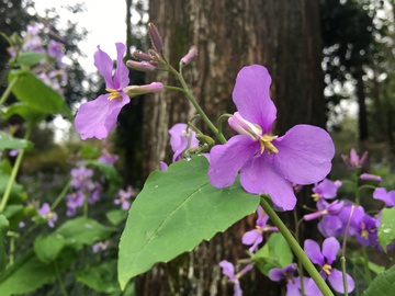 紫色诸葛花 