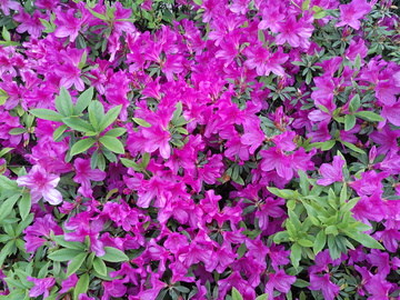 紫红色杜鹃花
