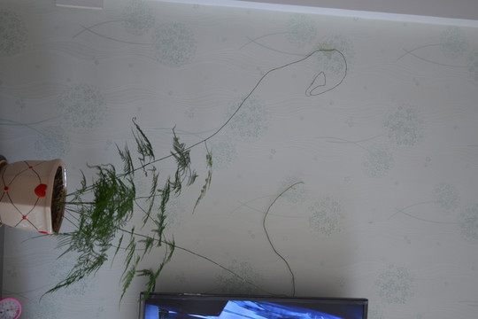 綠色植物 盆景盆栽