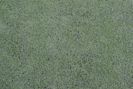 绿色草坪 草坪 足球场