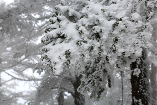 雪在枝头
