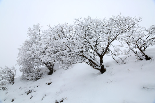 雪景