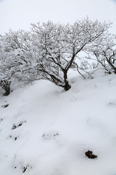 雪景