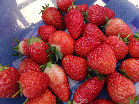 草莓 食材 新鲜草莓 水果