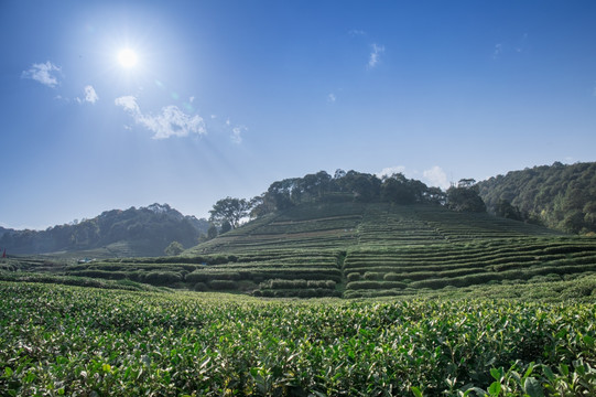 梅家坞茶园