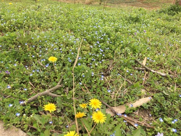 田野 