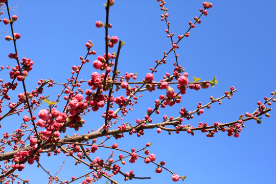 桃花枝