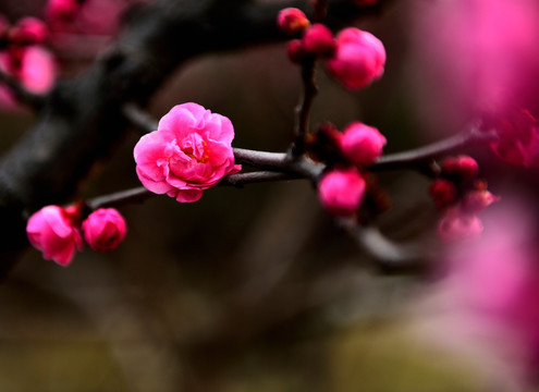 美艳梅花