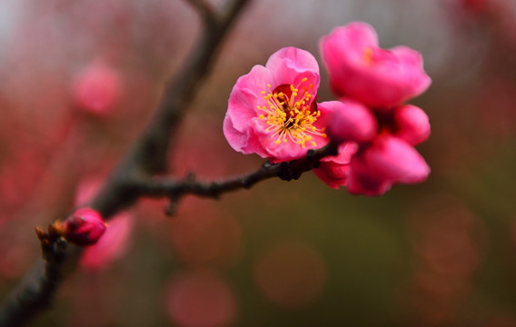 梅花绽放