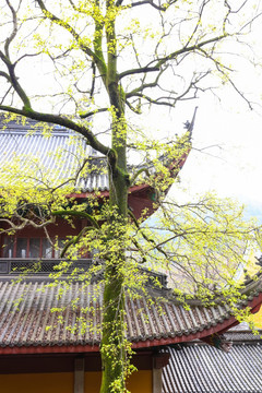 杭州灵隐寺 云林寺