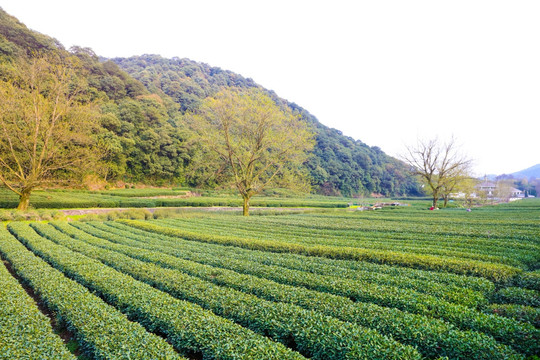 梅家坞龙井茶 十里梅坞 龙井茶