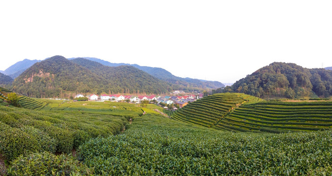 梅家坞龙井茶园高清全景图