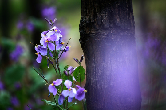 蝴蝶兰 紫花 树干