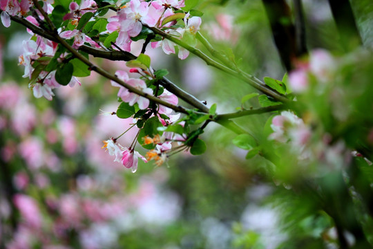 海棠花