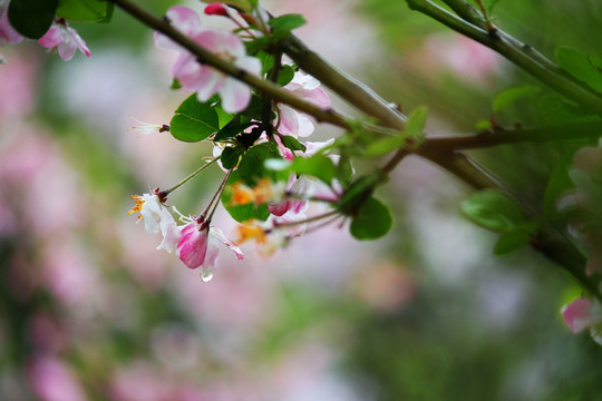 海棠花 雨滴