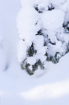 雪地冰挂