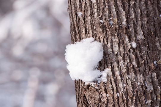 雪挂