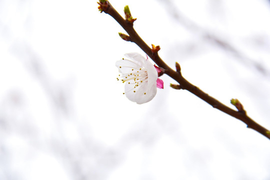 杏花微雨天下皆春杏花摄影图片