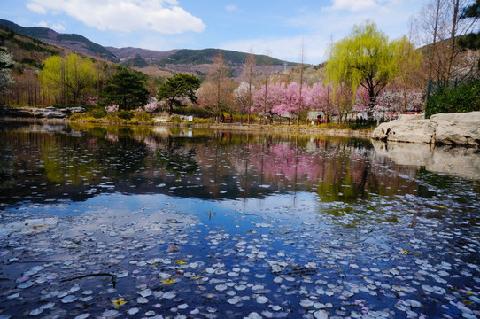 春天的北京植物园