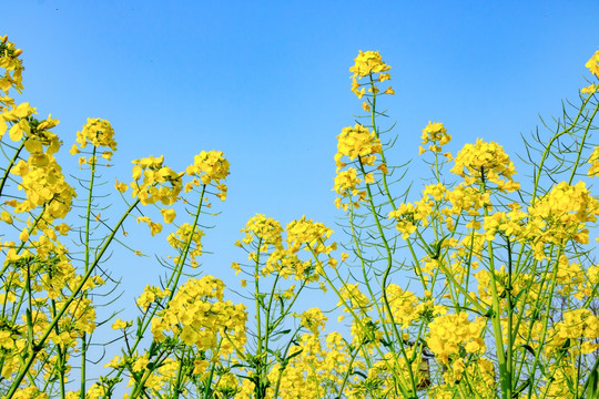 蓝天油菜花 田园风光