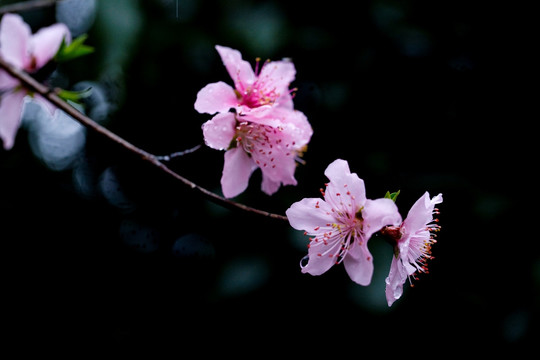 桃花