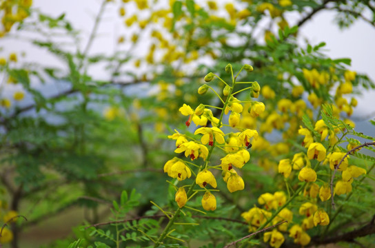 春暖花开