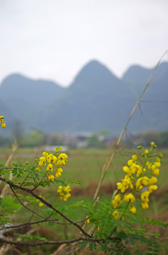 春暖花开