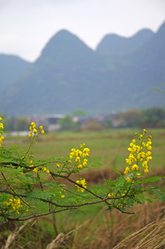 夢幻鄉(xiāng)村