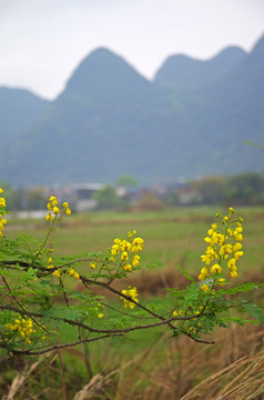 梦幻乡村