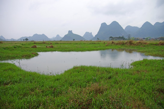 绿草 湿地