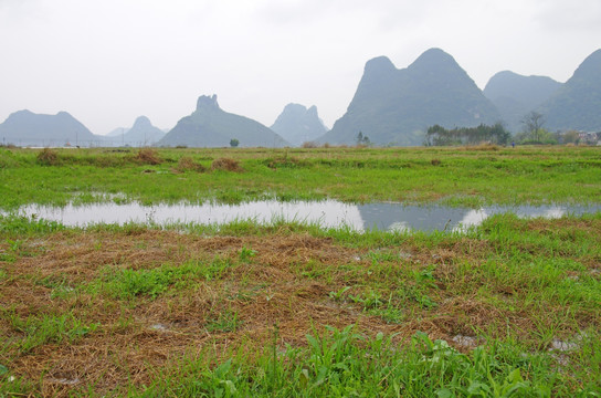 绿草 湿地