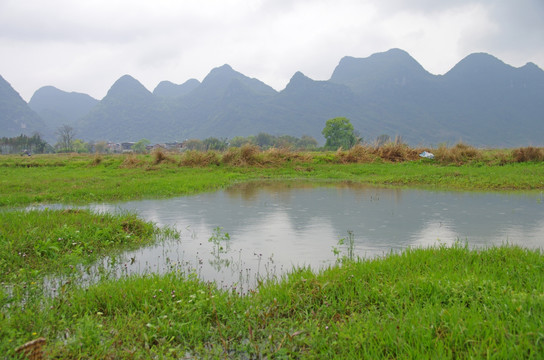 绿草 湿地