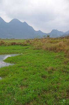 绿草 湿地