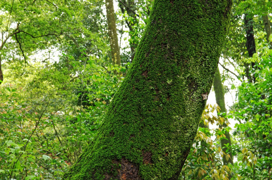 青苔 苔藓