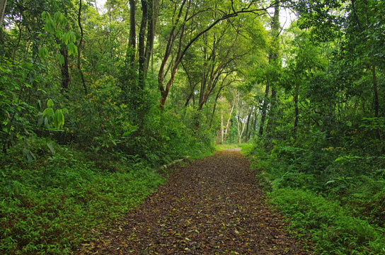 丛林小路