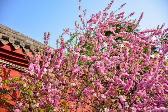 春花灿烂