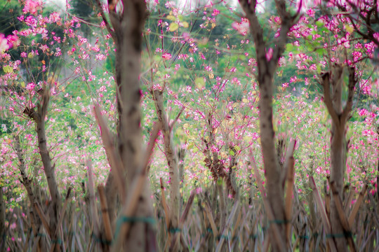 油画紫荆花