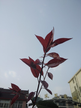 红叶树芽