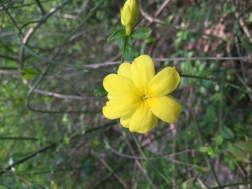 一朵迎春花