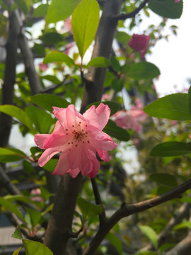 一枝海棠花