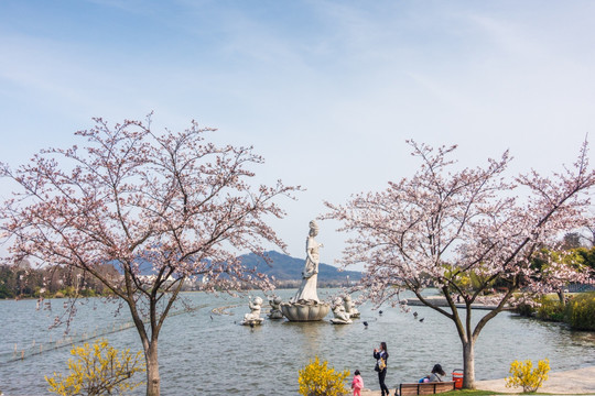 南京玄武湖春天樱花 湖边樱花