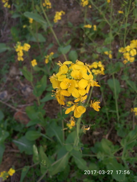 油菜花