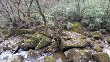 苔藓石头