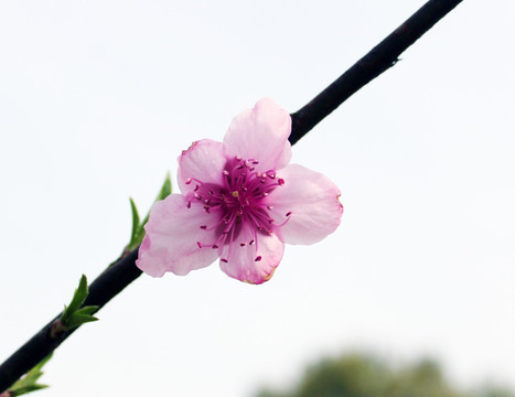 桃花特写