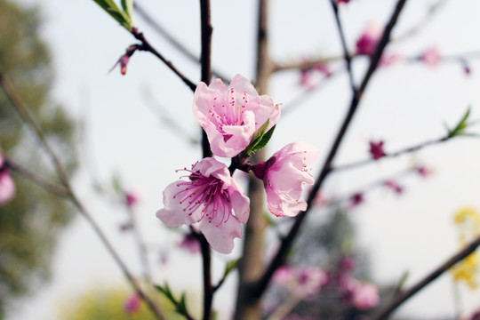 桃花特写