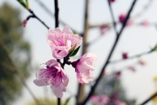 桃花特写