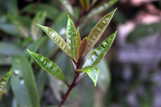 春天的树芽