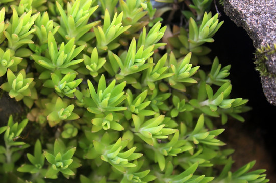 野生多肉植物